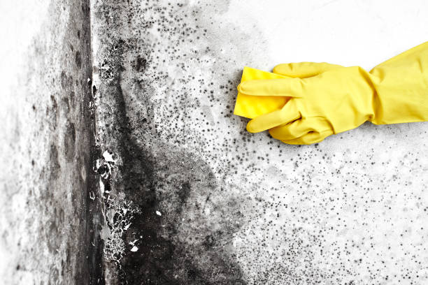 Best Attic Mold Removal  in East Farmingdale, NY