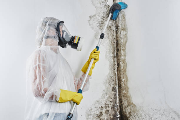 Best Mold Removal and Inspection  in East Farmingdale, NY