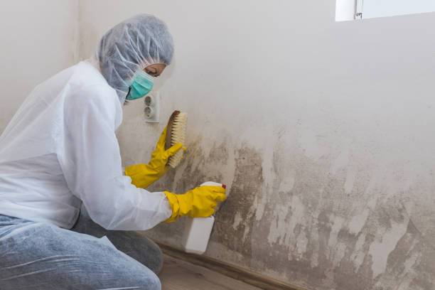 Best Home Mold Removal  in East Farmingdale, NY