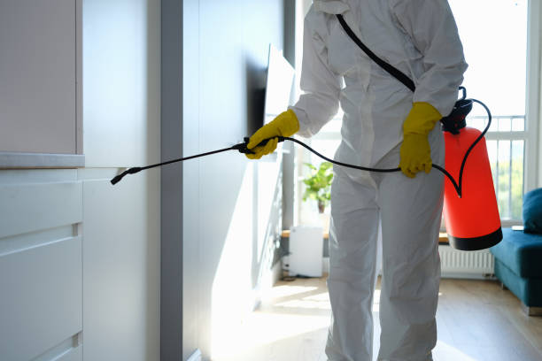 Professional Mold Removal in East Farmingdale, NY