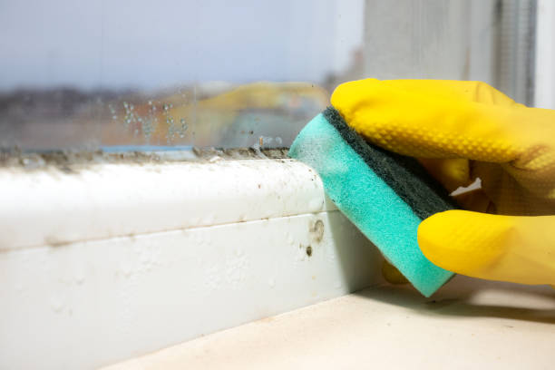 Best Black Mold Removal  in East Farmingdale, NY