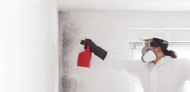 Best Black Mold Removal  in East Farmingdale, NY