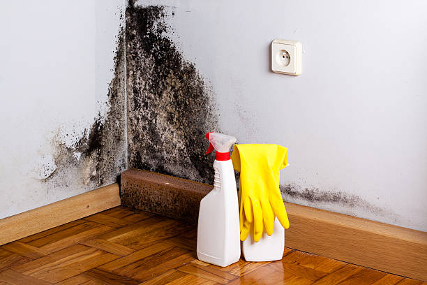 Best Residential Mold Removal  in East Farmingdale, NY
